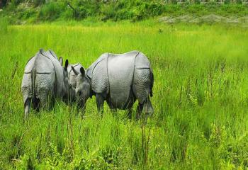 holiday packages to North Bengal