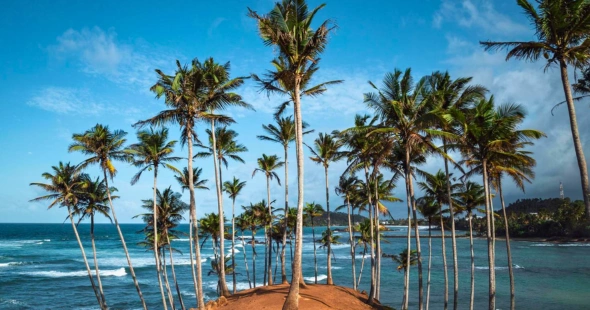 Coconut Tree Hill