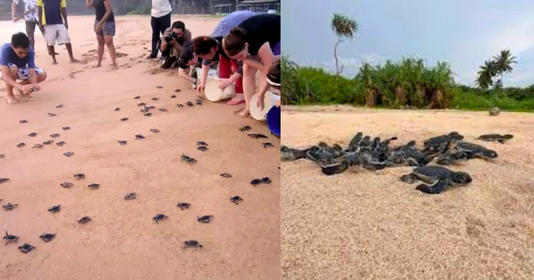 Kosgoda sea turtle conservation project