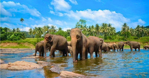 Pinnawala Elephant Orphanage