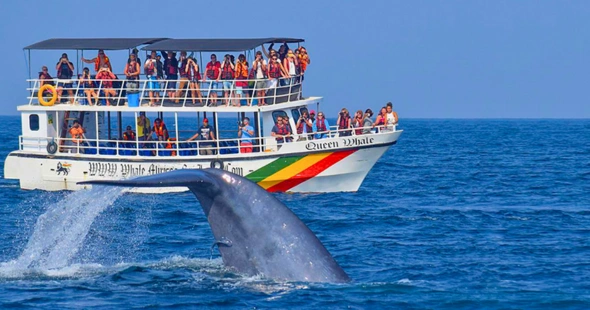 Whale and Dolphin Watching